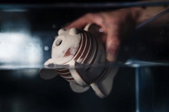 Ceramic bubble fish by ceramic artist jon williams being submerged into a tank of water