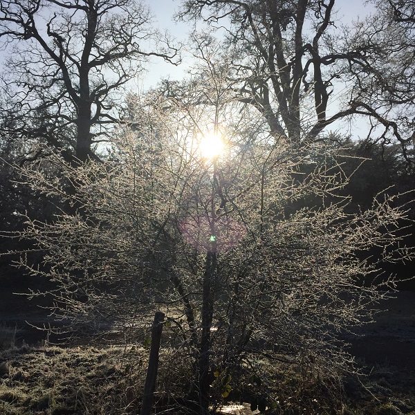 back lit frosty trees in eastnor deer park