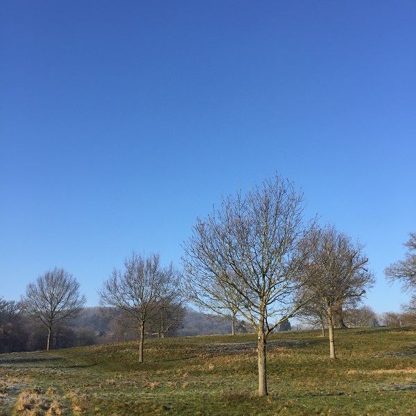 bare trees eastnor deer park