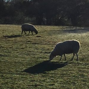 sheep and shadows eastnor deer park