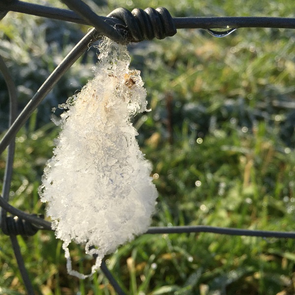 sheep wool on barbed wire fence eastnor