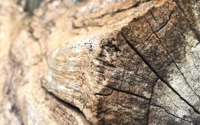 Ancient oak slab