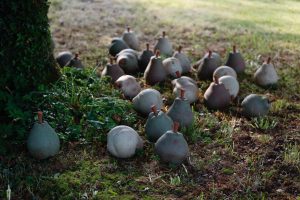 thirty ceramic pears strewn under a tree. Each pear is the size of a football